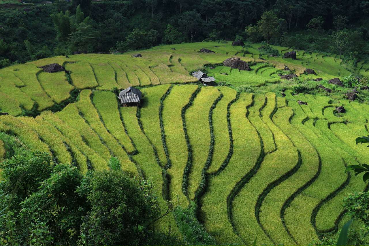 Terraced rice fields in Pu Luong Nature Reserve, Vietnam